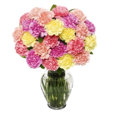 Two Dozen Colorful Carnations